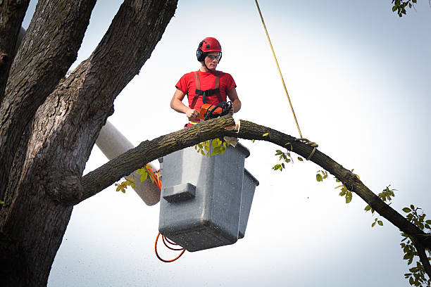 How Our Tree Care Process Works  in  Valley Falls, RI